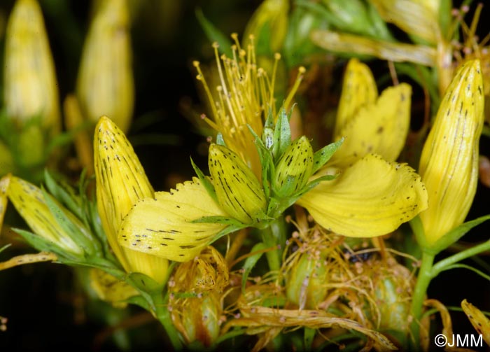 Hypericum maculatum subsp. obtusiusculum