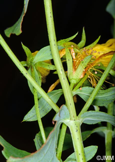 Hypericum maculatum subsp. obtusiusculum