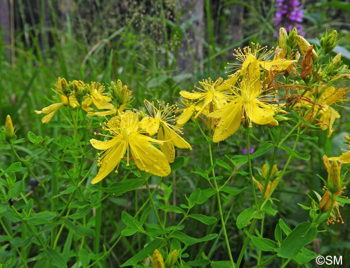 Hypericum maculatum subsp. obtusiusculum