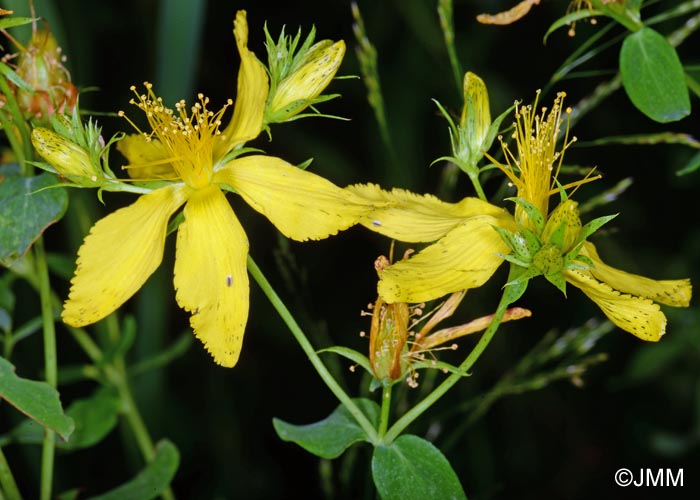 Hypericum maculatum subsp. obtusiusculum