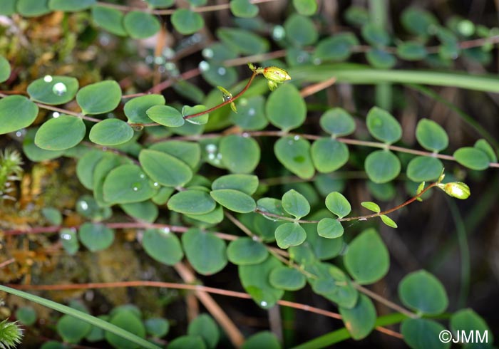 Hypericum nummularium