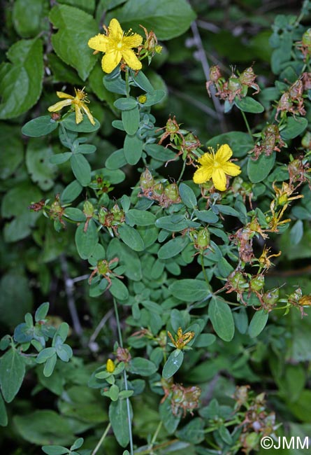 Hypericum perforatum