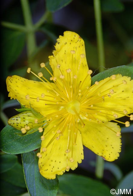 Hypericum perforatum