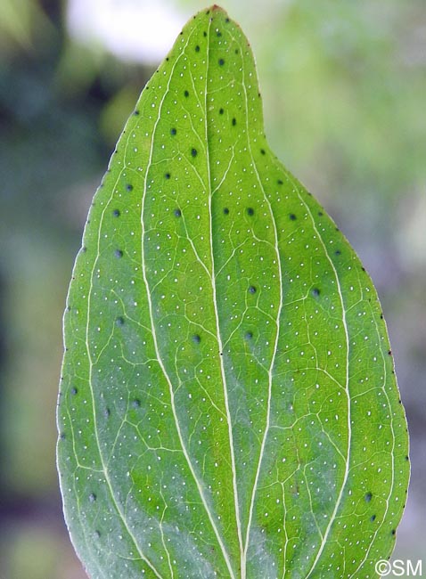 Hypericum perforatum