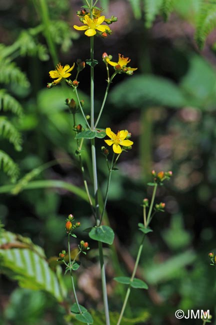 Hypericum pulchrum