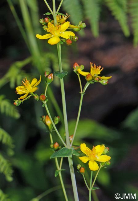 Hypericum pulchrum