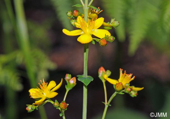 Hypericum pulchrum