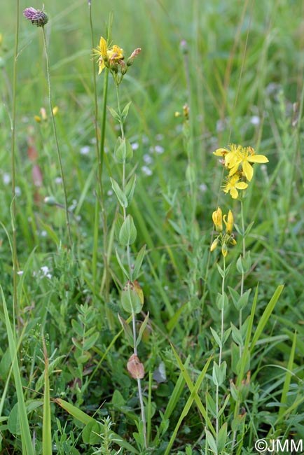 Hypericum richeri