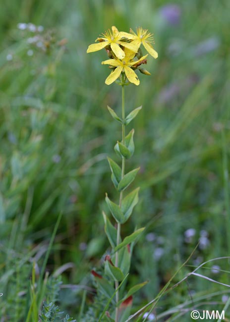 Hypericum richeri