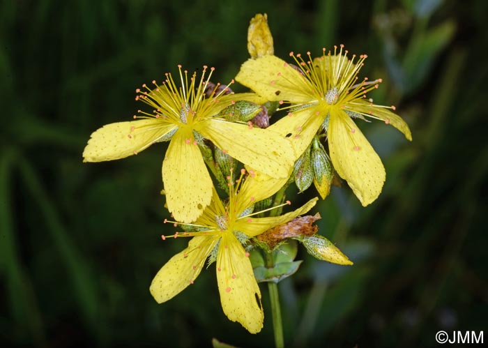 Hypericum richeri