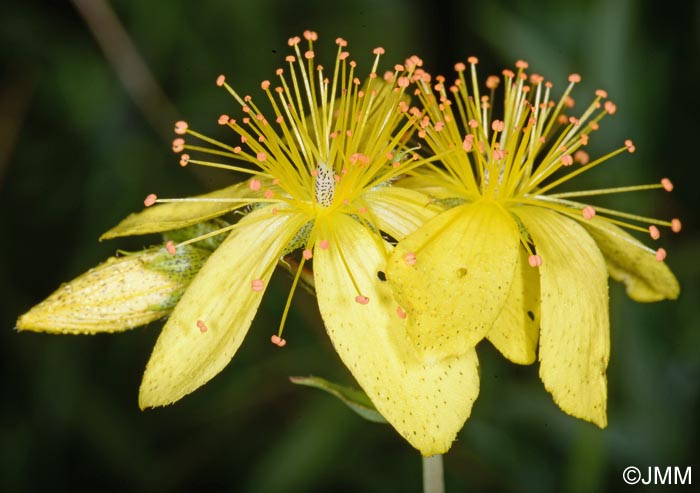 Hypericum richeri