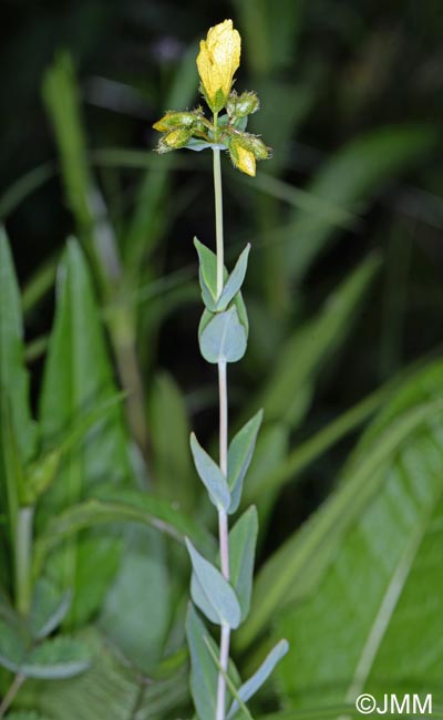 Hypericum richeri