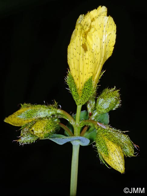 Hypericum richeri