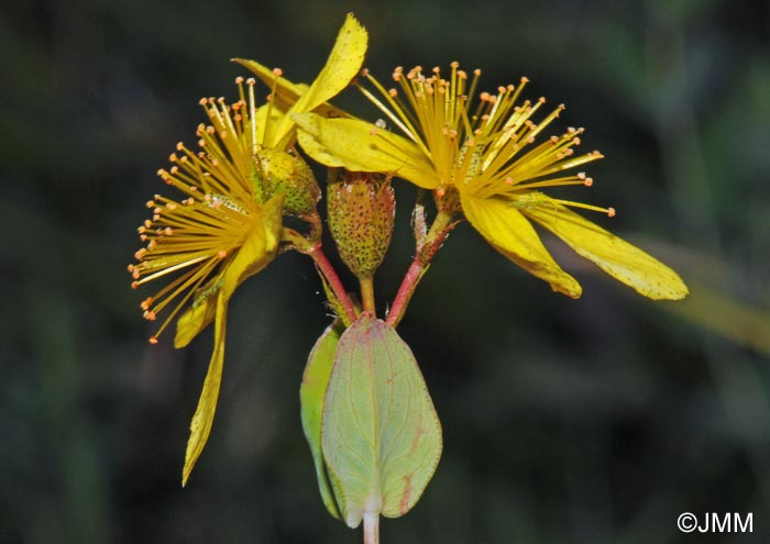 Hypericum richeri