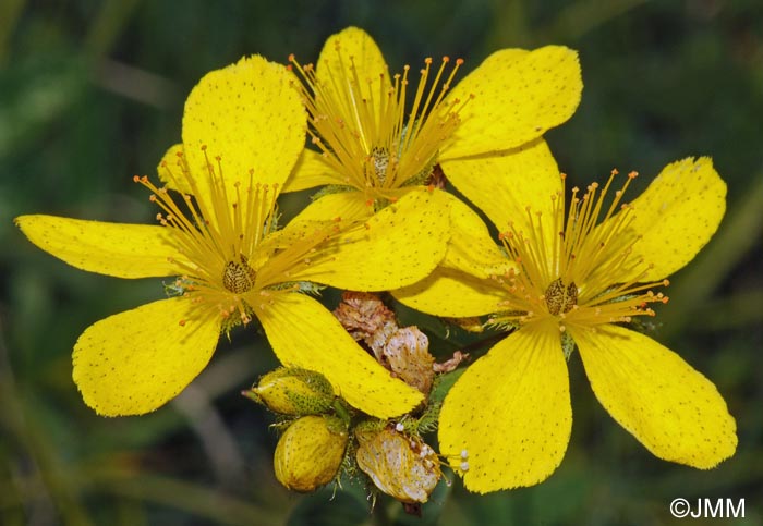 Hypericum richeri