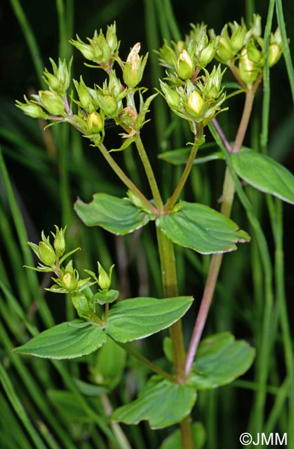 Hypericum tetrapterum