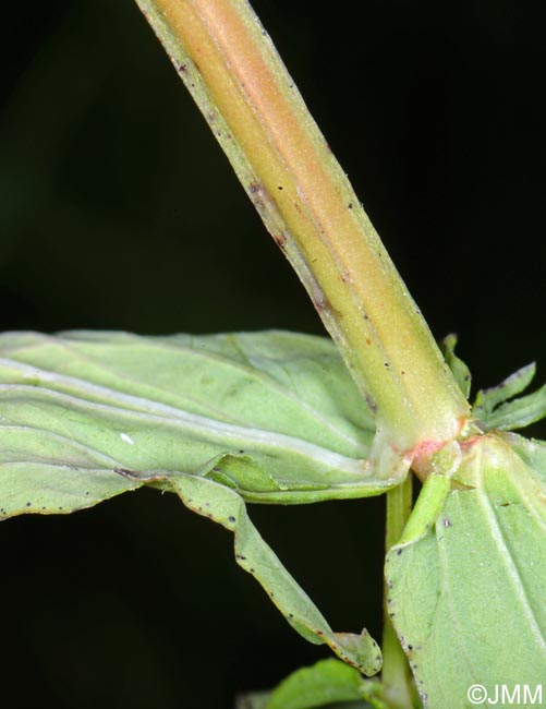 Hypericum tetrapterum