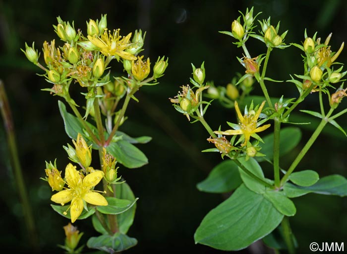 Hypericum tetrapterum