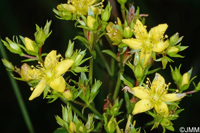 Hypericum tetrapterum