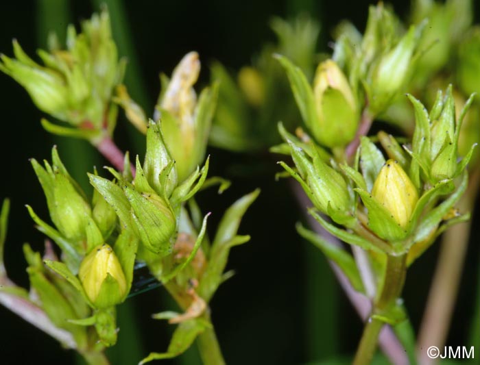 Hypericum tetrapterum