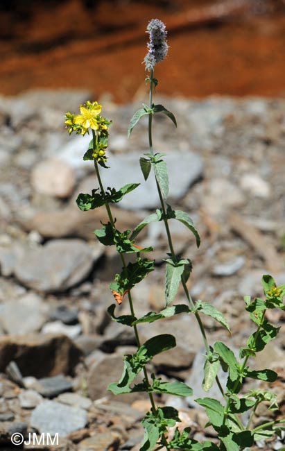 Hypericum undulatum