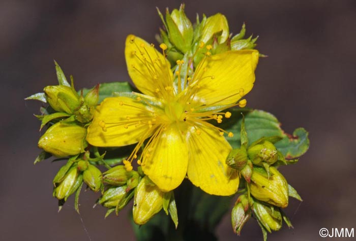 Hypericum undulatum