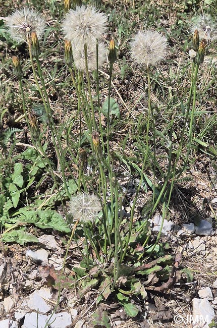 Hypochaeris radicata