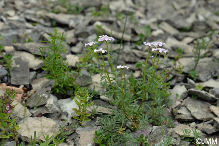 Iberis intermedia subsp. violletii