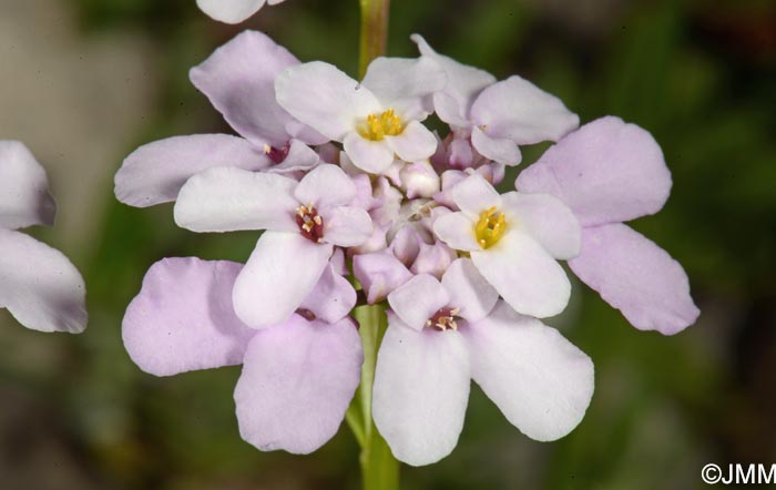 Iberis intermedia subsp. violletii