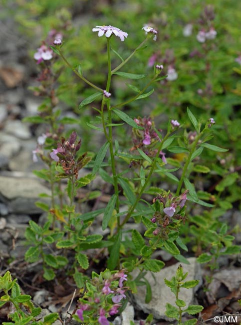 Iberis intermedia subsp. violletii