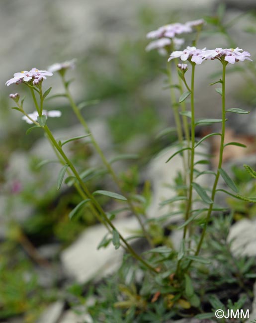 Iberis intermedia subsp. violletii