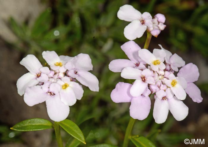 Iberis intermedia subsp. violletii