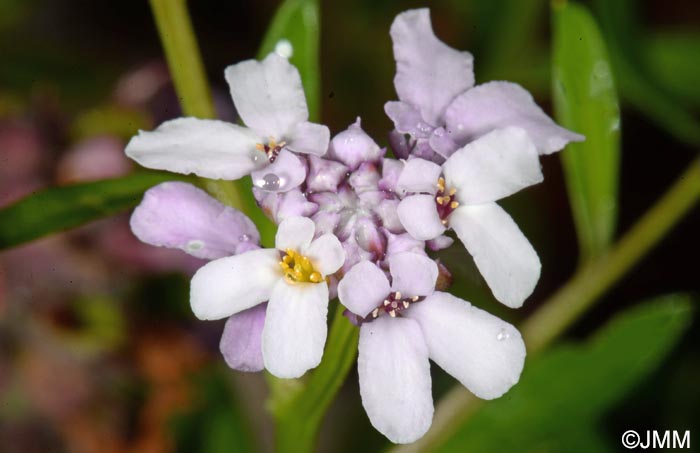 Iberis intermedia subsp. violletii