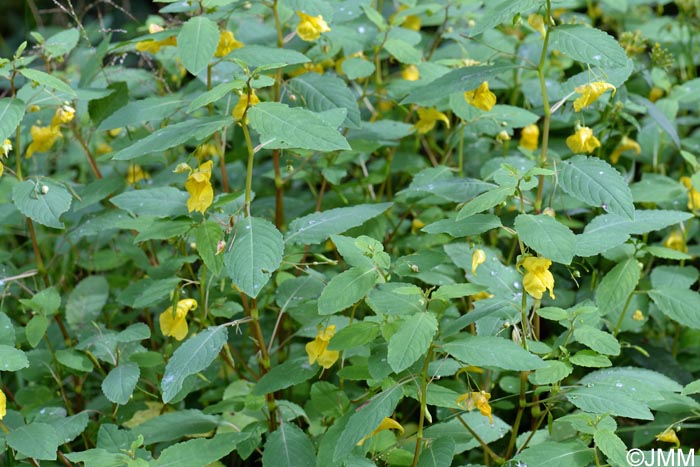 Impatiens noli-tangere