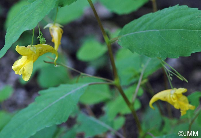 Impatiens noli-tangere