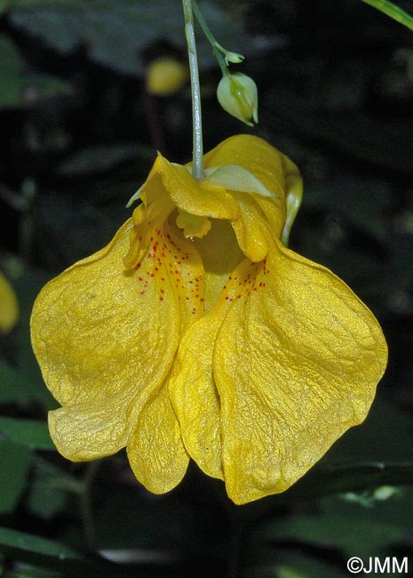 Impatiens noli-tangere