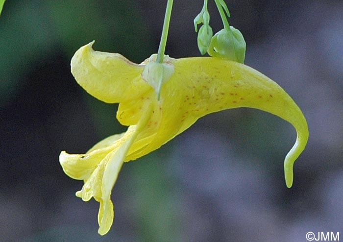 Impatiens noli-tangere