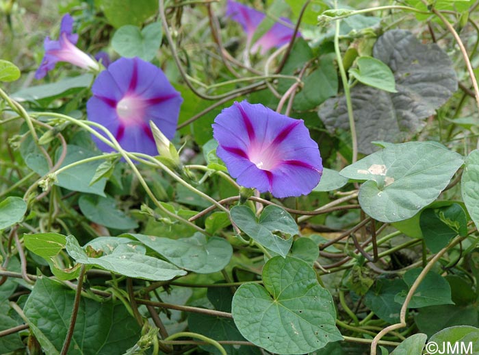 Ipomoea purpurea = Convolvulus purpureus