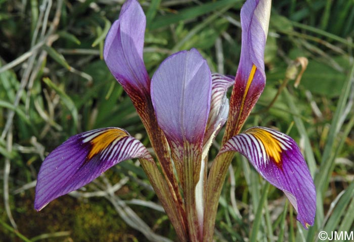 Iris cretensis = Iris unguicularis subsp. cretensis