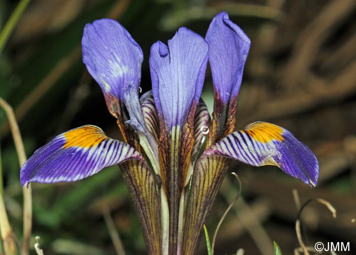 Iris cretensis = Iris unguicularis subsp. cretensis