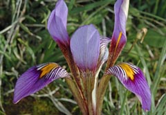 Iris cretensis