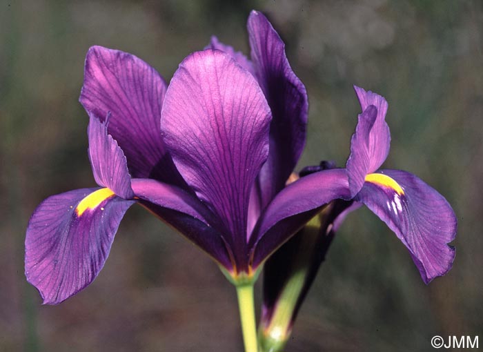 Iris filifolia