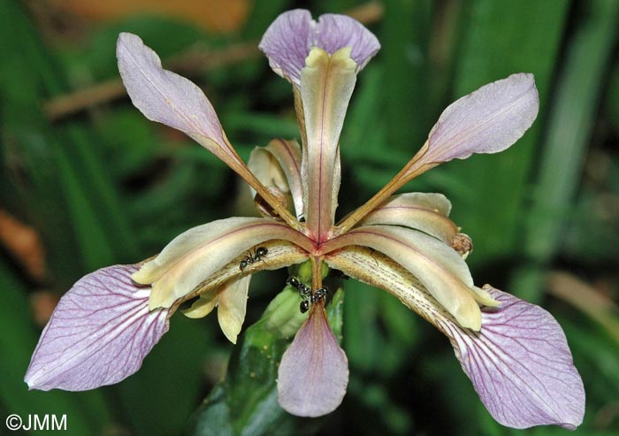 Iris foetidissima