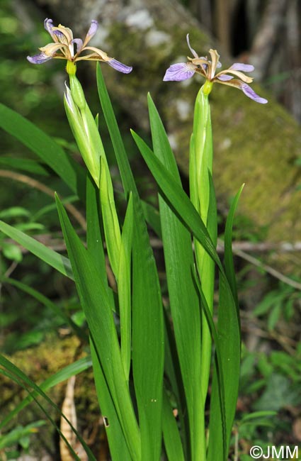 Iris foetidissima