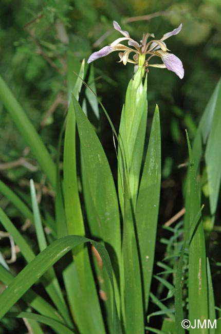 Iris foetidissima