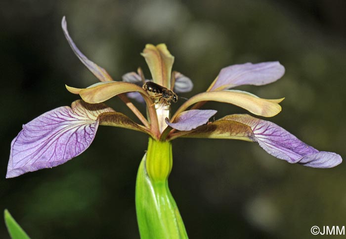 Iris foetidissima