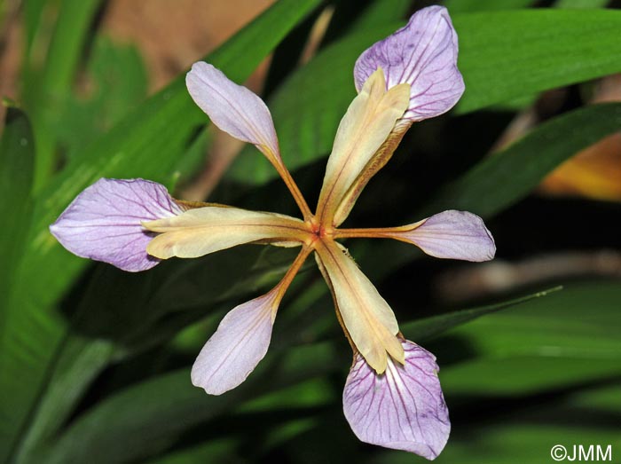 Iris foetidissima