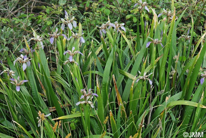 Iris foetidissima