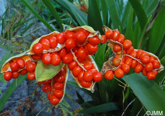 Iris foetidissima