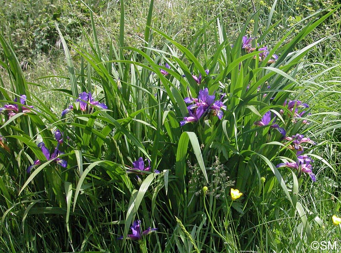 Iris graminea